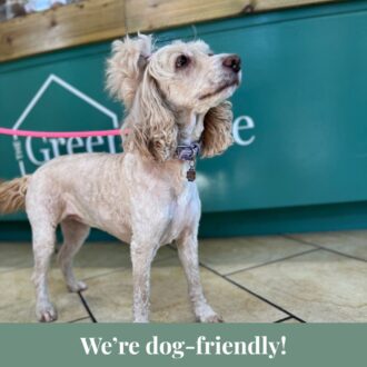 Cocker spaniel in The Greenhouse Café