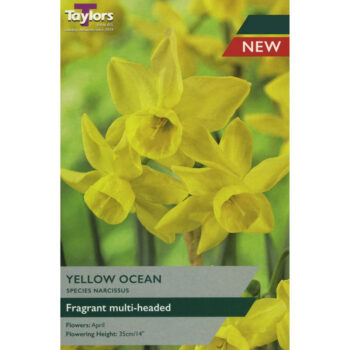 Narcissi Yellow Ocean