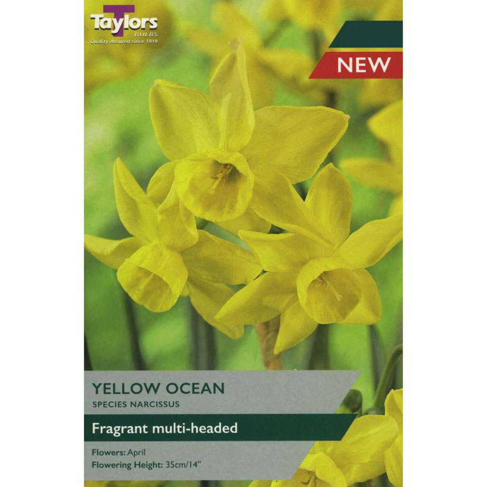 Narcissi Yellow Ocean Narcissi Yellow Ocean