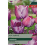 Tulip Blue Heaven