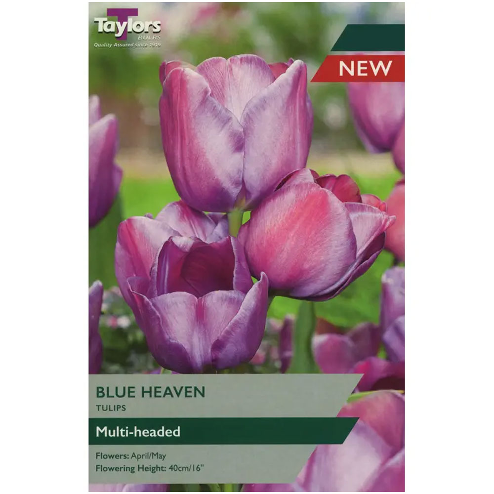 Tulip Blue Heaven Tulip Blue Heaven