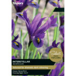 Iris Reticulata Interstellar