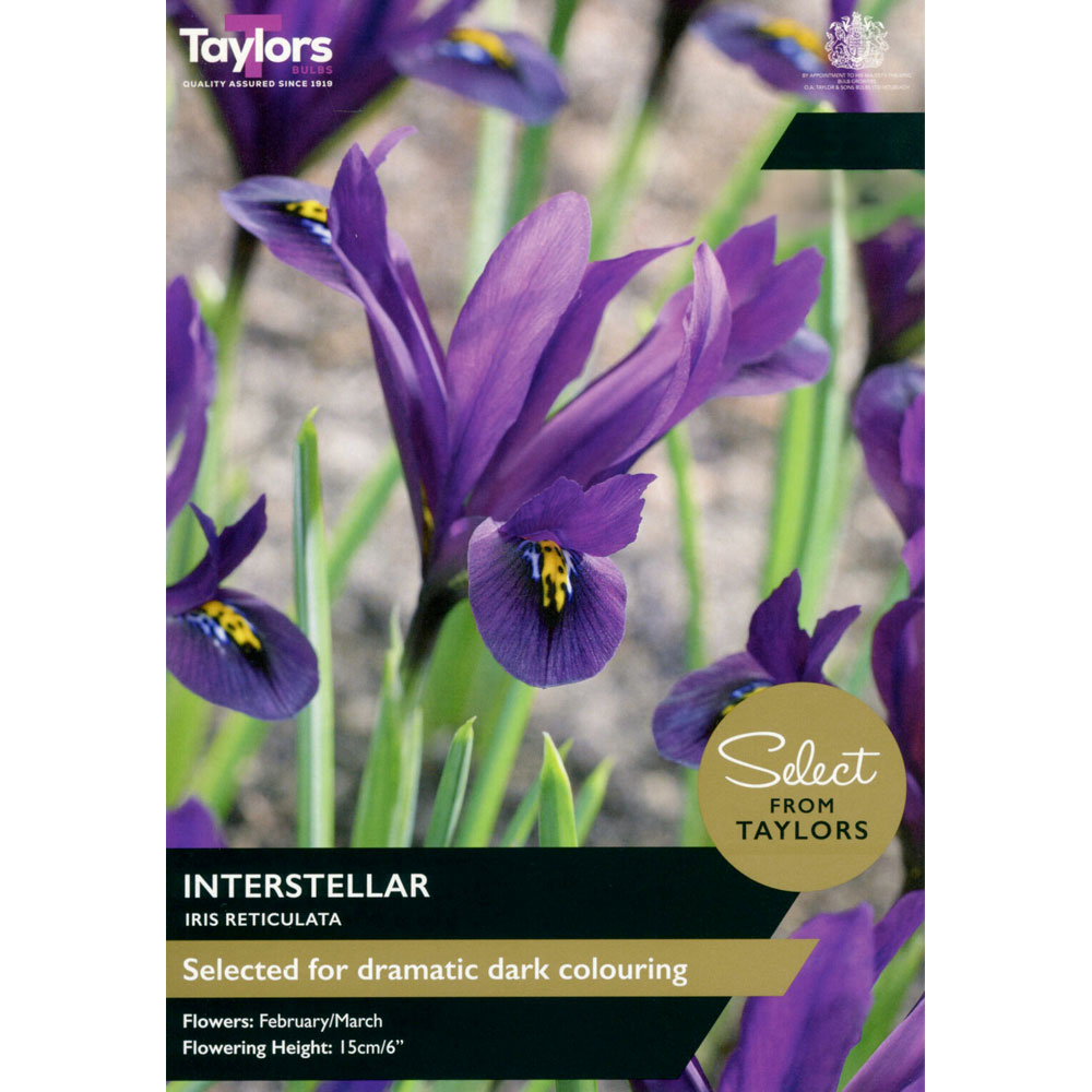 Iris Reticulata Interstellar Iris Reticulata Interstellar