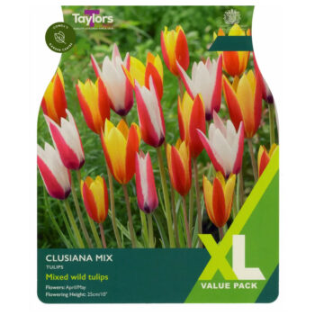 Tulip Clusiana Mixed