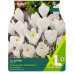 Crocus Ice Queen Bulb of the Year