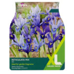 Iris Reticulata Mixed