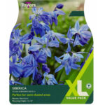 Scilla Siberica