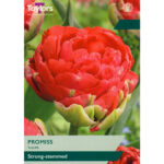 Tulip Promiss