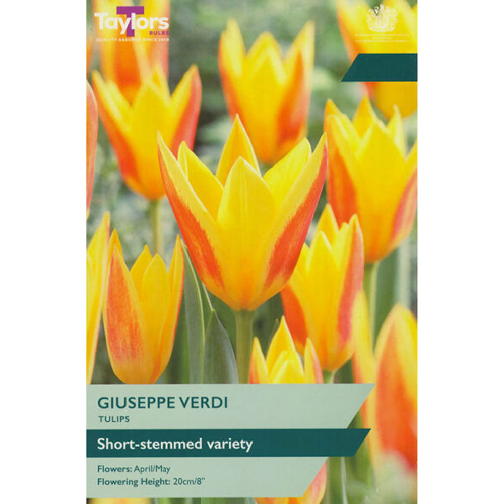 Tulip Giuseppe Verdi Tulip Giuseppe Verdi