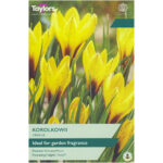 Crocus Korolkowii