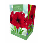 Amaryllis Red Velvet