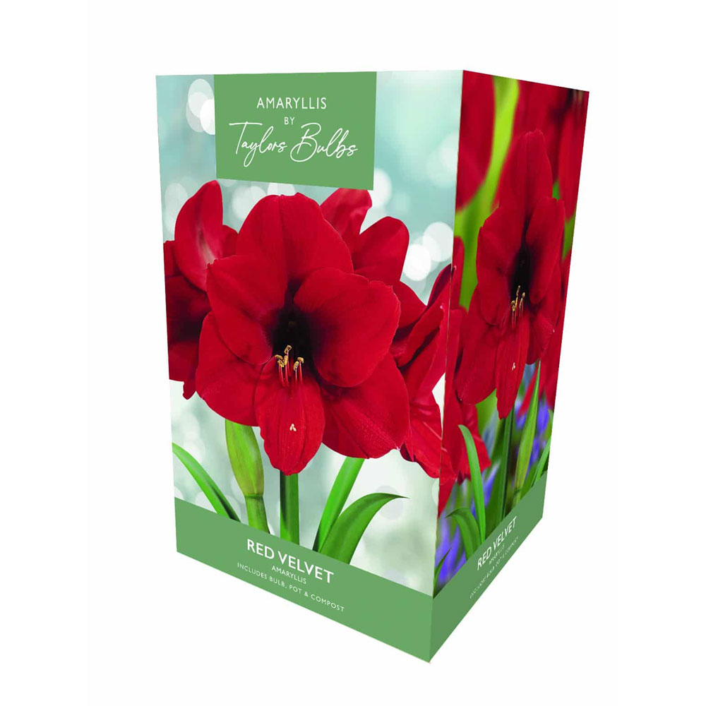 Amaryllis Red Velvet Amaryllis Red Velvet