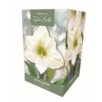 Amaryllis Snow Queen