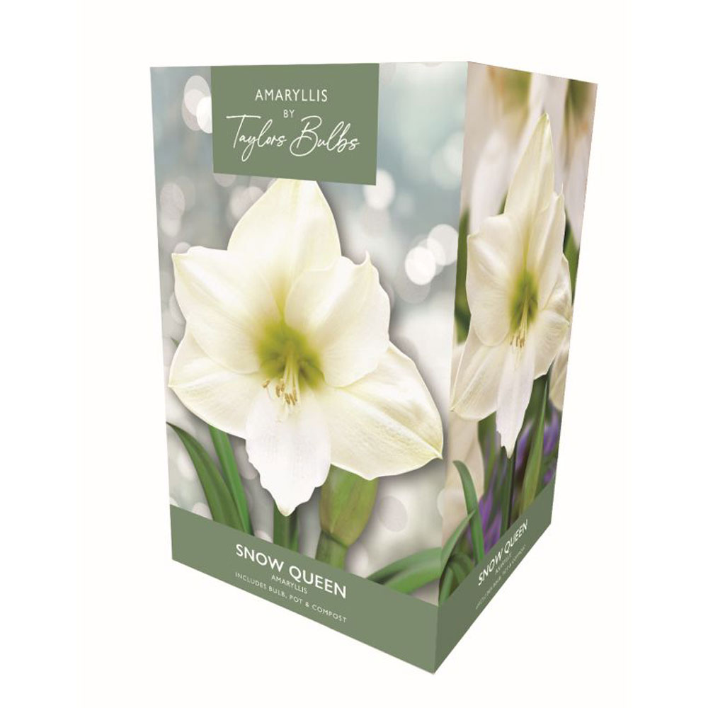 Amaryllis Snow Queen Amaryllis Snow Queen