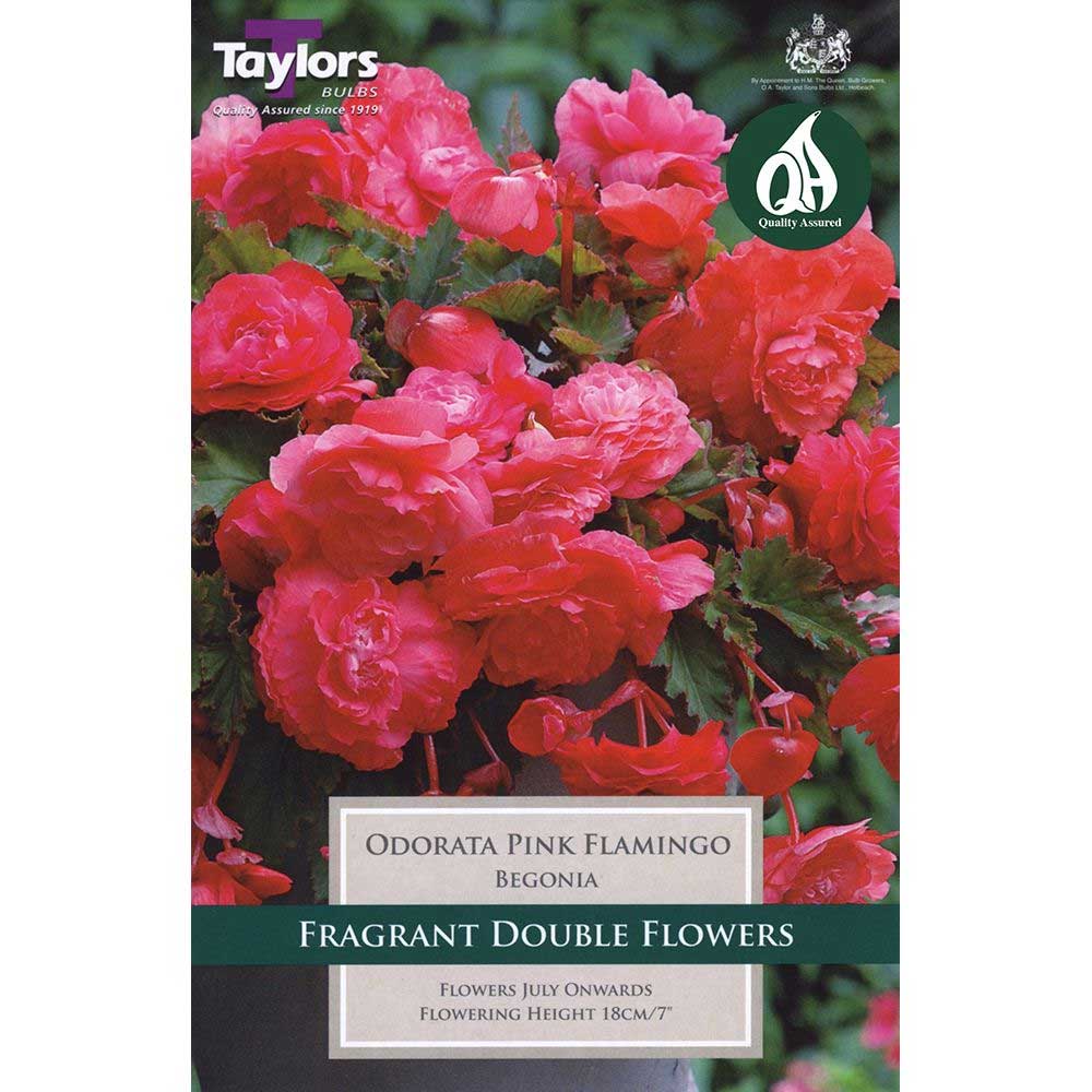 5015882040087 Begonia Odorata Pink Flamingo - Image 1