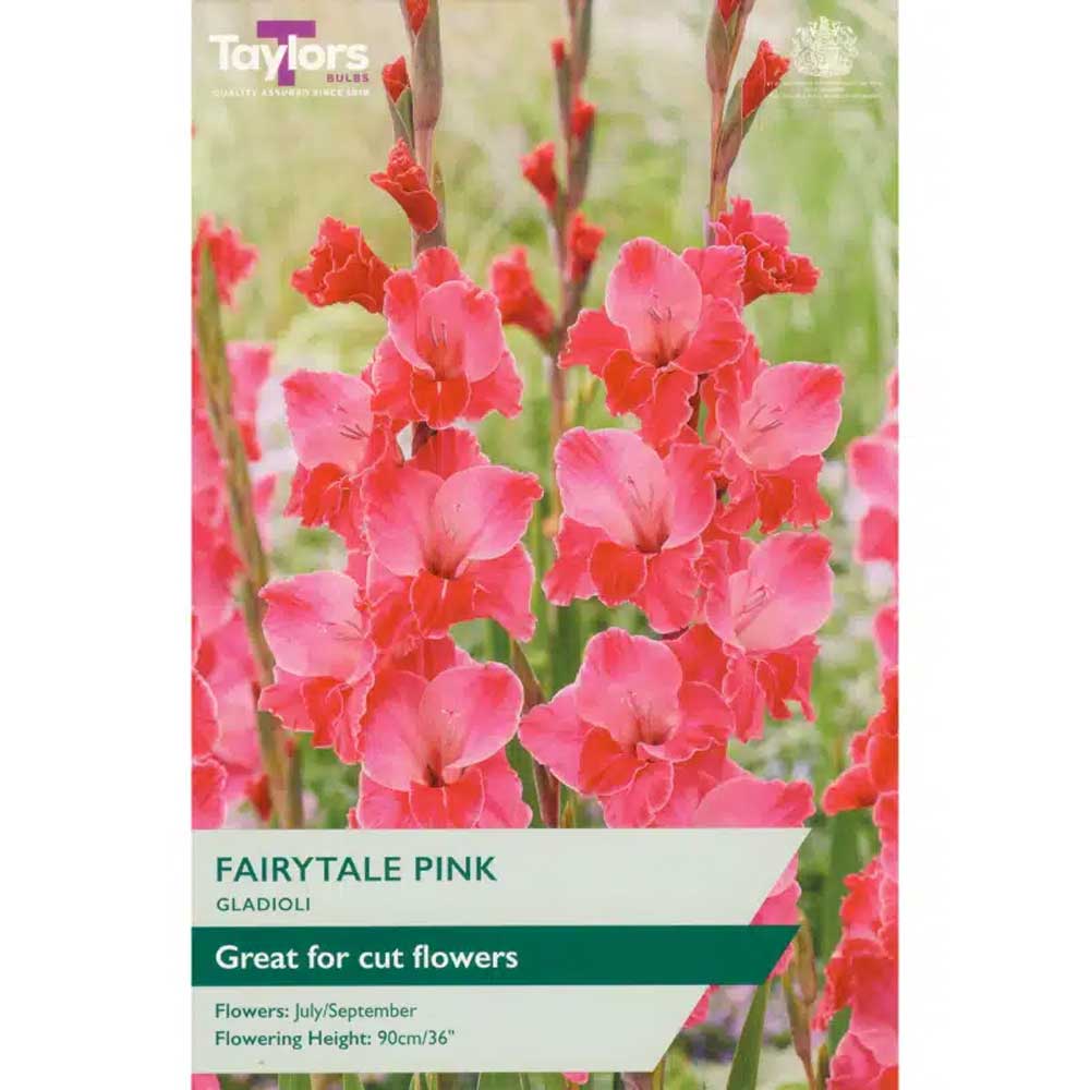 5015882042562 Gladioli Fairytale Pink - Image 1