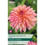 Dahlia Madame Antoinette