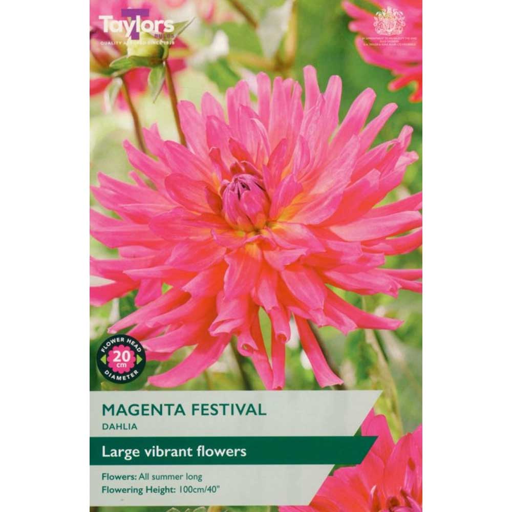 5015882042722 Dahlia Magenta Festival - Image 1