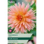 Dahlia Preference