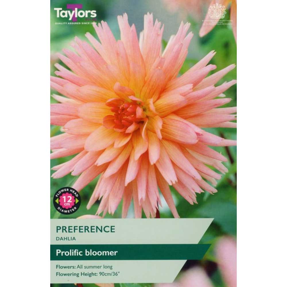 5015882042739 Dahlia Preference - Image 1