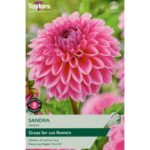 Dahlia Sandra