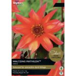 Dahlia Waltzing Mathilda