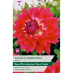 Dahlia Diamond Debutante