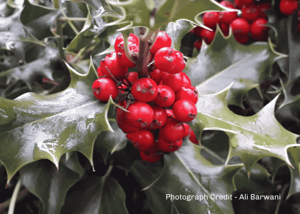 Christmas Holly