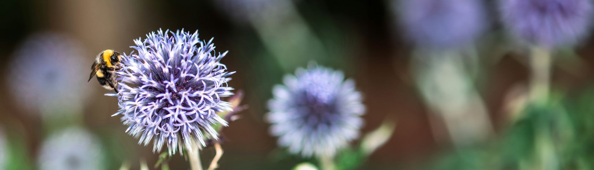 Bee on an allium flower