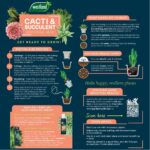 Cacti & Succulent Potting Mix Peat Free 4L - Image 3
