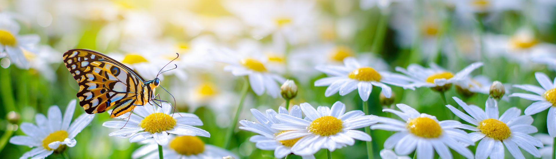 A butterfly resting on a daisy in a bright summer garden filled with white daisies and green foliage.