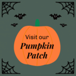 Visit our Pumpkin Patch at Alexandra Palace Garden Centre in North London