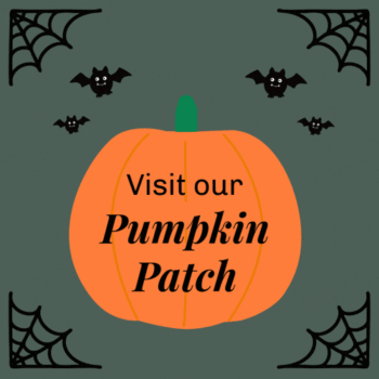 Visit our Pumpkin Patch at Alexandra Palace Garden Centre in North London