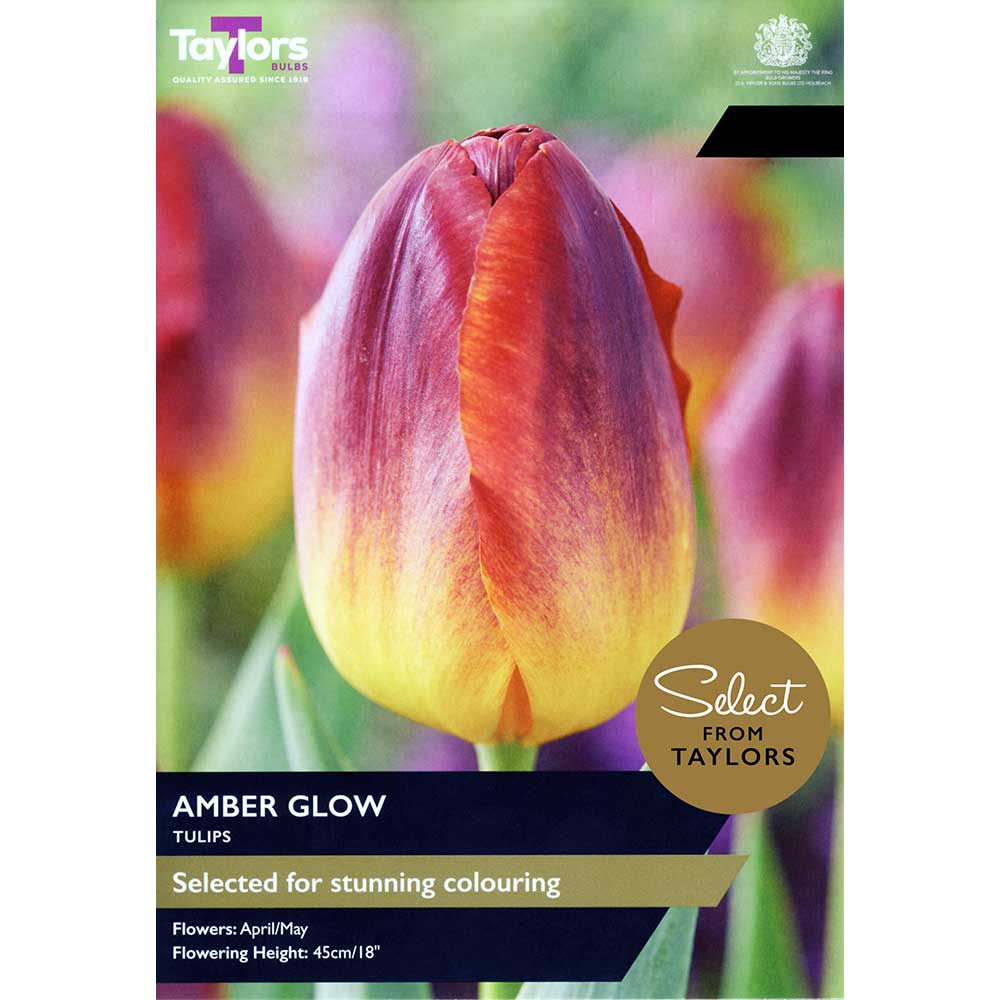 5015882043859 Tulip Amber Glow - Image 1