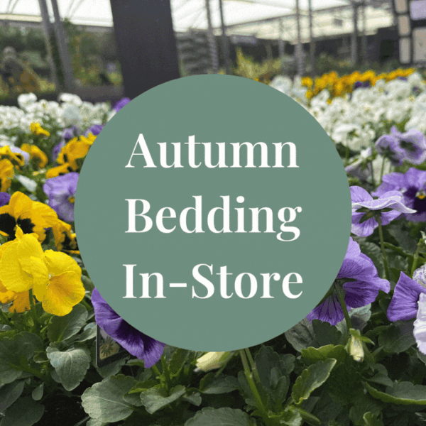 Photo of yellow, white and purple pansies in a garden centre display, with a badge reading Autumn Bedding In-Store