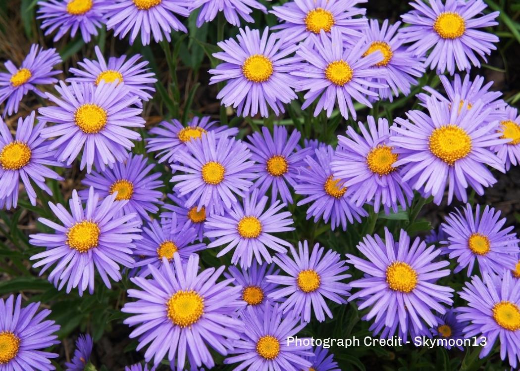 Asters